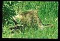 10101-00004-Porcupine, Erethizon dersatum.jpg