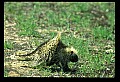 10101-00006-Porcupine, Erethizon dersatum.jpg