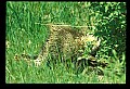 10101-00007-Porcupine, Erethizon dersatum.jpg