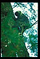 10101-00008-Porcupine, Erethizon dersatum.jpg