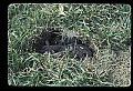 10105-00002-Rabbits, Hares.jpg