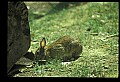 10105-00004-Rabbits, Hares.jpg