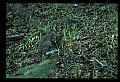 10105-00007-Rabbits, Hares.jpg
