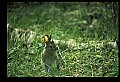 10105-00012-Rabbits, Hares.jpg