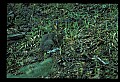 10105-00013-Rabbits, Hares.jpg