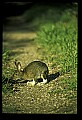 10105-00015-Rabbits, Hares.jpg