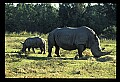 10114-00004-Rhinocerus, General-White RhinocerusCeratotherium simum.jpg