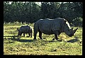 10114-00005-Rhinocerus, General-White RhinocerusCeratotherium simum.jpg
