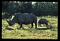 10114-00008-Rhinocerus, General-White RhinocerusCeratotherium simum.jpg
