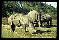 10114-00019-Rhinocerus, General-White RhinocerusCeratotherium simum.jpg