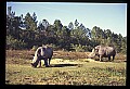 10114-00027-Rhinocerus, General-White RhinocerusCeratotherium simum.jpg