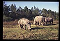 10114-00028-Rhinocerus, General-White RhinocerusCeratotherium simum.jpg