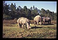 10114-00029-Rhinocerus, General-White RhinocerusCeratotherium simum.jpg