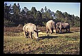 10114-00031-Rhinocerus, General-White RhinocerusCeratotherium simum.jpg