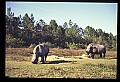 10114-00032-Rhinocerus, General-White RhinocerusCeratotherium simum.jpg
