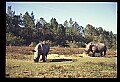 10114-00033-Rhinocerus, General-White RhinocerusCeratotherium simum.jpg