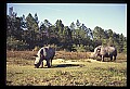 10114-00034-Rhinocerus, General-White RhinocerusCeratotherium simum.jpg