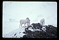 10115-00001-Dall Sheep, Ovis Dalli.jpg