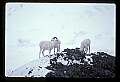 10115-00004-Dall Sheep, Ovis Dalli.jpg