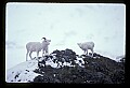 10115-00005-Dall Sheep, Ovis Dalli.jpg