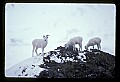 10115-00007-Dall Sheep, Ovis Dalli.jpg