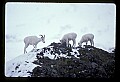 10115-00009-Dall Sheep, Ovis Dalli.jpg