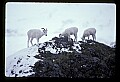 10115-00010-Dall Sheep, Ovis Dalli.jpg