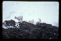 10115-00012-Dall Sheep, Ovis Dalli.jpg