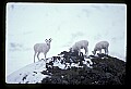 10115-00013-Dall Sheep, Ovis Dalli.jpg
