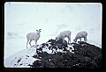 10115-00014-Dall Sheep, Ovis Dalli.jpg
