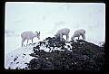 10115-00015-Dall Sheep, Ovis Dalli.jpg