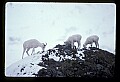 10115-00016-Dall Sheep, Ovis Dalli.jpg