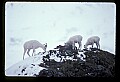 10115-00017-Dall Sheep, Ovis Dalli.jpg