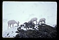 10115-00018-Dall Sheep, Ovis Dalli.jpg