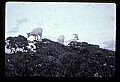 10115-00020-Dall Sheep, Ovis Dalli.jpg