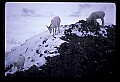 10115-00021-Dall Sheep, Ovis Dalli.jpg