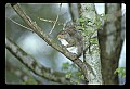 10120-00001-Squirrels, General-Gray Squirrel, Sciurus carolinensis.jpg