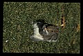 10120-00012-Squirrels, General-Gray Squirrel, Sciurus carolinensis.jpg