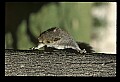 10120-00016-Squirrels, General-Gray Squirrel, Sciurus carolinensis.jpg