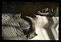 10120-00019-Squirrels, General-Gray Squirrel, Sciurus carolinensis.jpg