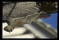 10120-00020-Squirrels, General-Gray Squirrel, Sciurus carolinensis.jpg