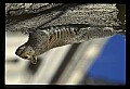 10120-00021-Squirrels, General-Gray Squirrel, Sciurus carolinensis.jpg