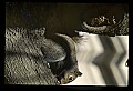 10120-00023-Squirrels, General-Gray Squirrel, Sciurus carolinensis.jpg