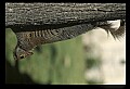 10120-00025-Squirrels, General-Gray Squirrel, Sciurus carolinensis.jpg