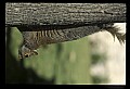 10120-00026-Squirrels, General-Gray Squirrel, Sciurus carolinensis.jpg