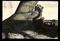 10120-00027-Squirrels, General-Gray Squirrel, Sciurus carolinensis.jpg