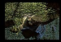 10120-00029-Squirrels, General-Gray Squirrel, Sciurus carolinensis.jpg