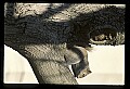 10120-00030-Squirrels, General-Gray Squirrel, Sciurus carolinensis.jpg
