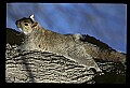 10120-00031-Squirrels, General-Gray Squirrel, Sciurus carolinensis.jpg