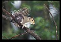 10120-00048-Squirrels, General-Gray Squirrel, Sciurus carolinensis.jpg